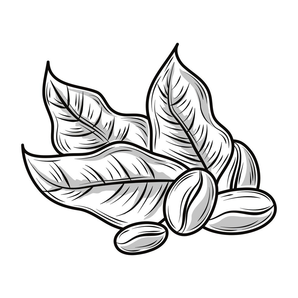 feuilles de grains de café vecteur