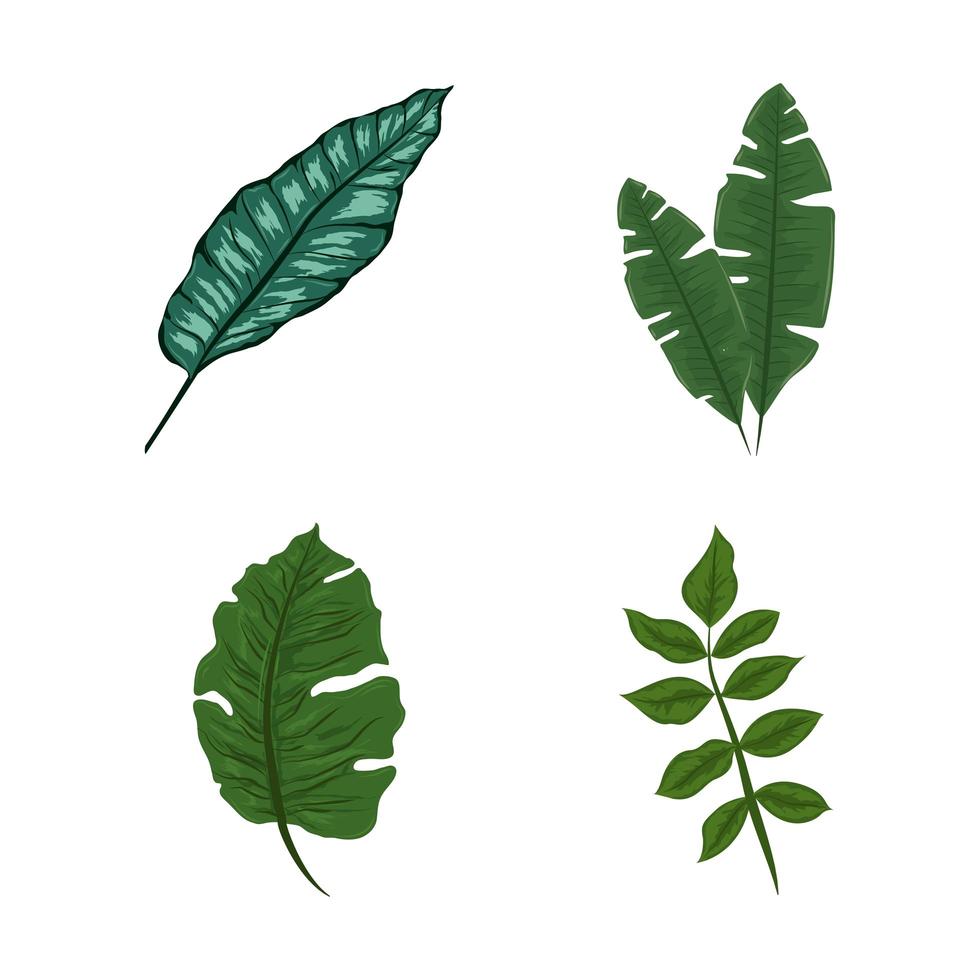 feuilles de la jungle tropicale vecteur