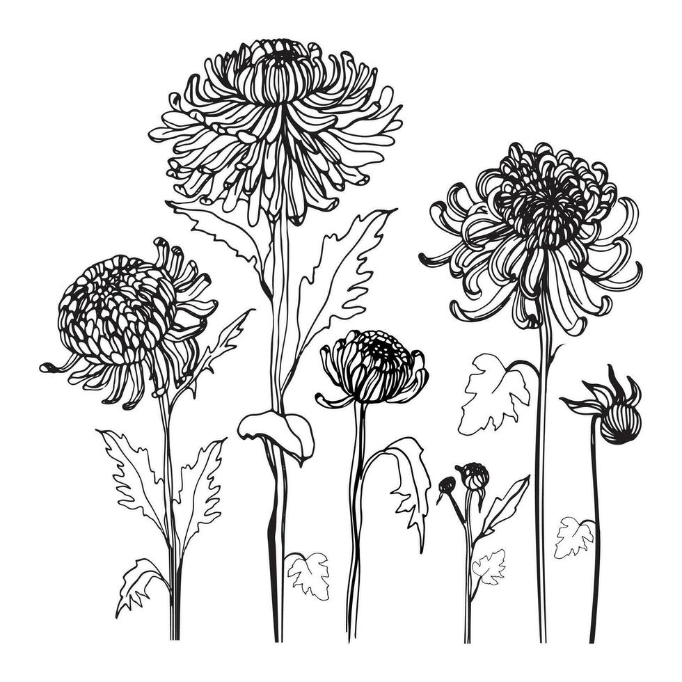 Japonais chrysanthème ensemble. contour réaliste collection avec bourgeons, fleurs, feuilles. ancien style illustration. vecteur