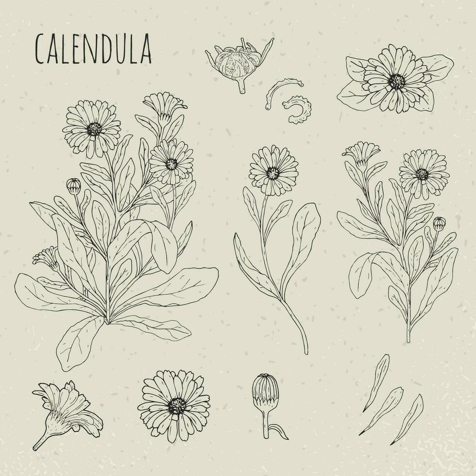 calendula médical botanique isolé illustration. usine, fleurs, pétales, feuilles, la graine main tiré ensemble. ancien contour esquisser. vecteur