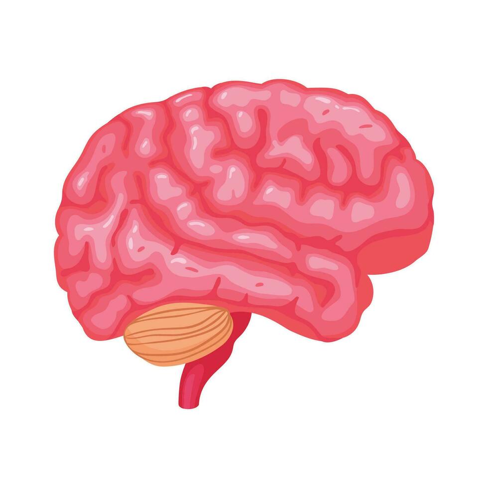 vecteur réaliste Humain interne organes anatomie composition avec isolé image de cerveau vecteur illustration