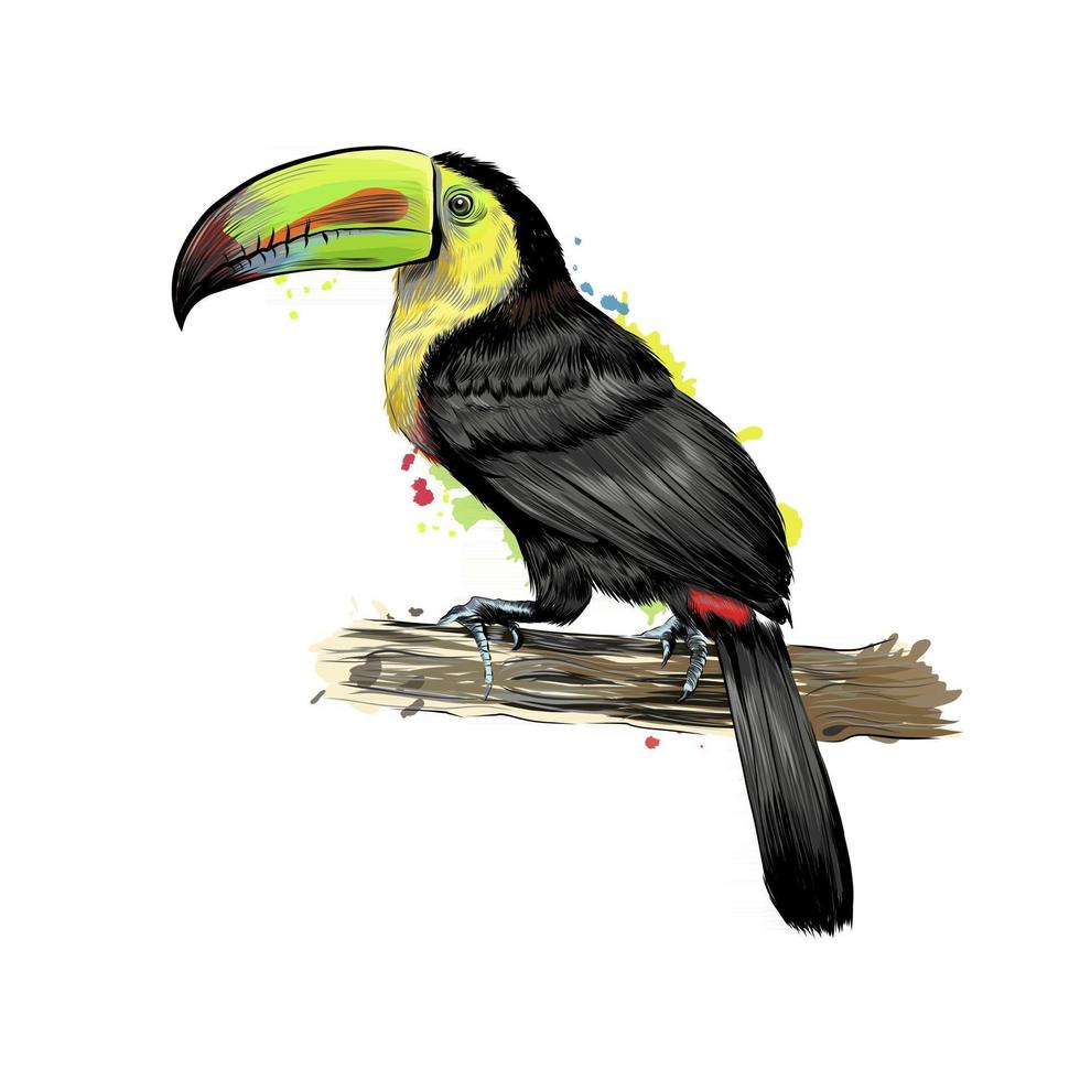 toucan, oiseau tropical d'une touche d'aquarelle, dessin coloré, réaliste. illustration vectorielle de peintures vecteur