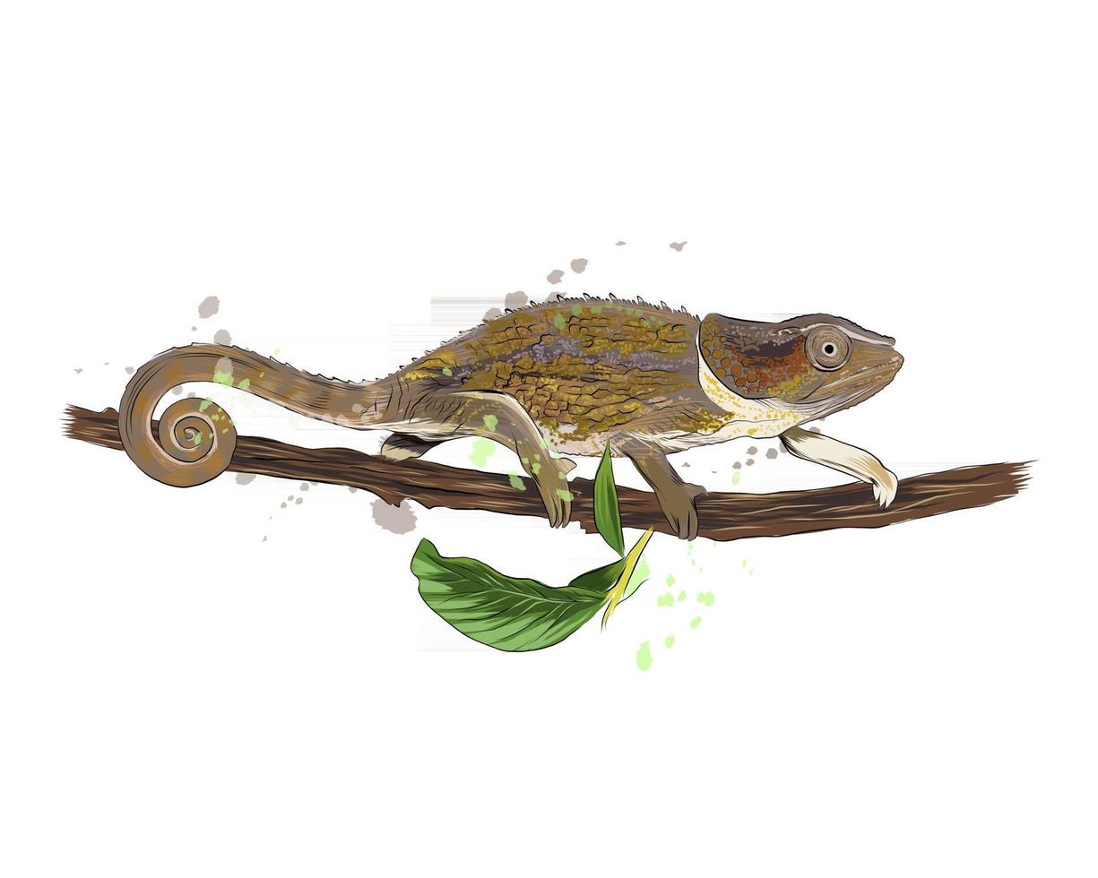 caméléon d'une touche d'aquarelle, dessin coloré, réaliste. illustration vectorielle de peintures vecteur