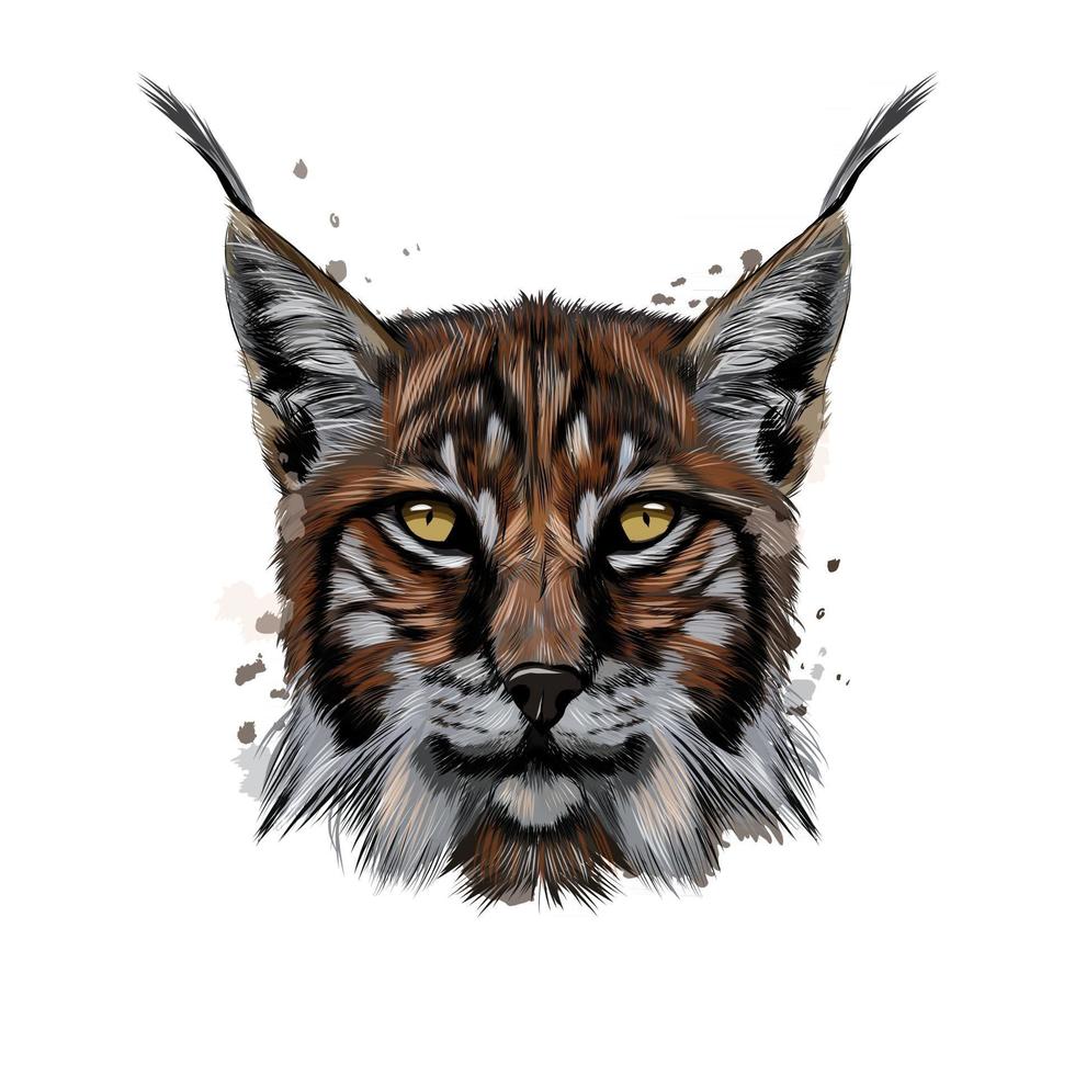 portrait de tête de lynx à partir d'une touche d'aquarelle, dessin coloré, réaliste. illustration vectorielle de peintures vecteur