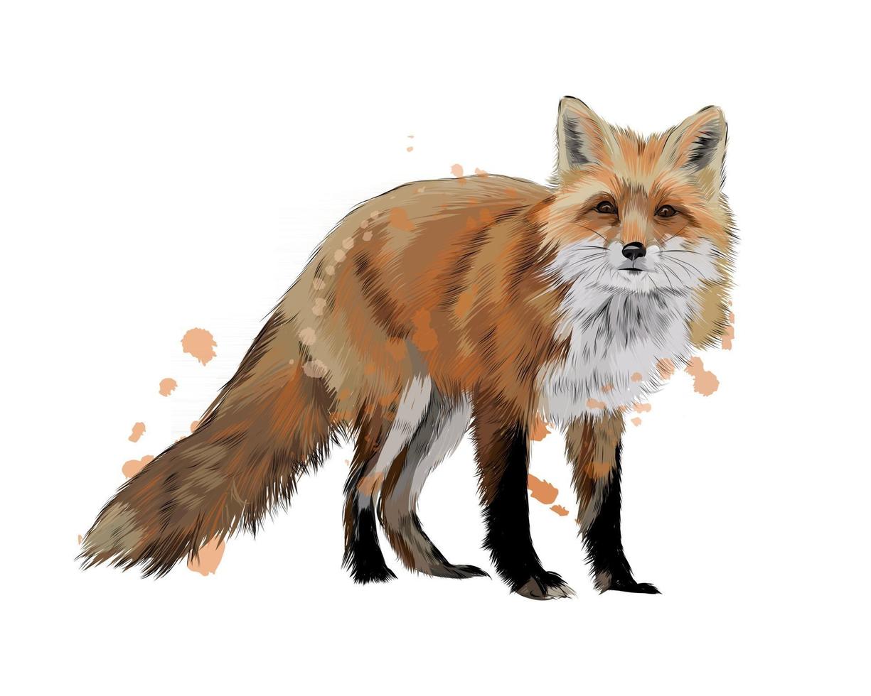 renard d'une touche d'aquarelle, dessin coloré, réaliste. illustration vectorielle de peintures vecteur