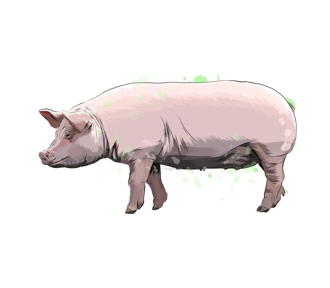 cochon d'une touche d'aquarelle, dessin coloré, réaliste. illustration vectorielle de peintures vecteur