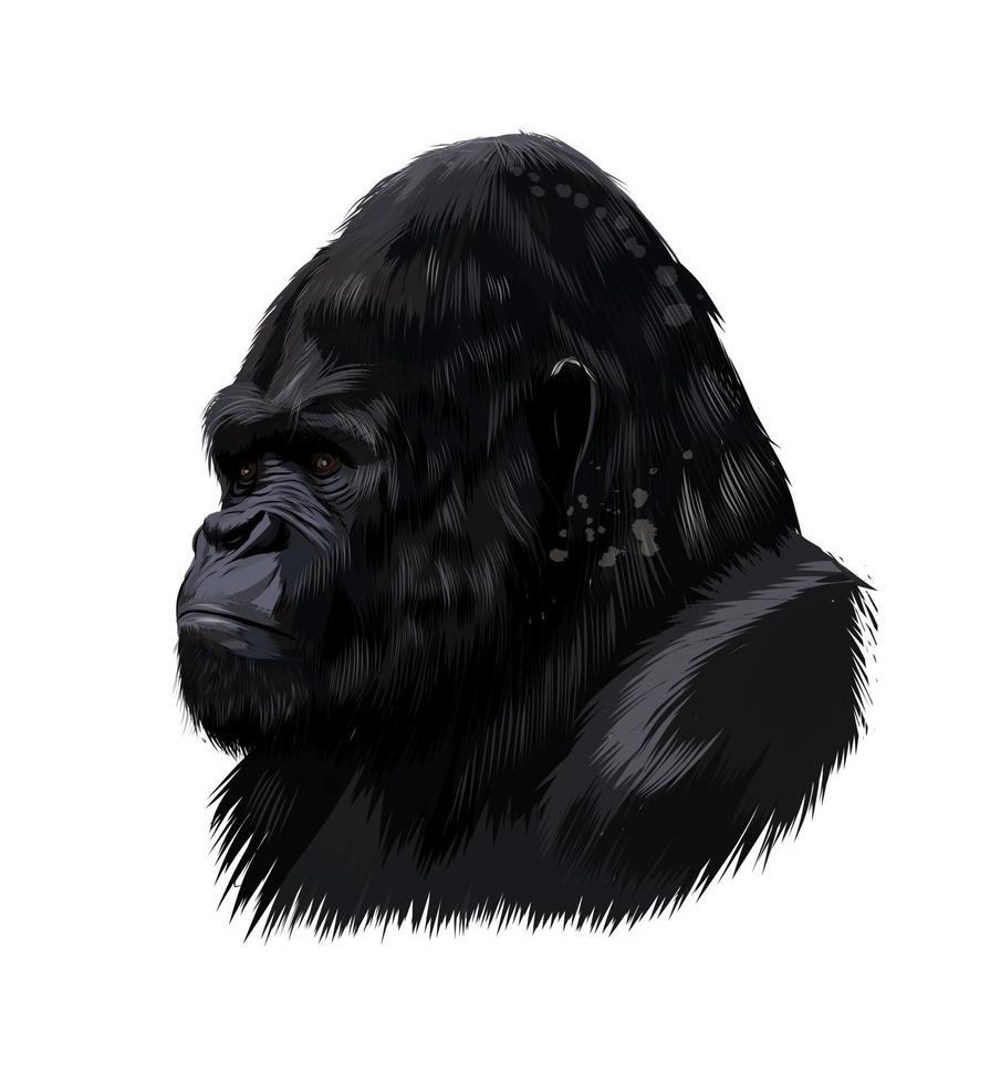 portrait de tête de gorille à partir d'une touche d'aquarelle, dessin coloré, réaliste. illustration vectorielle de peintures vecteur