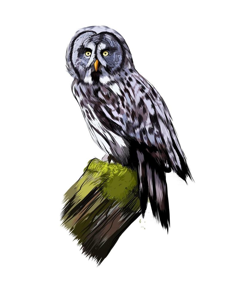 hibou moyen-duc, hibou grand-duc d'une touche d'aquarelle, dessin coloré, réaliste. illustration vectorielle de peintures vecteur