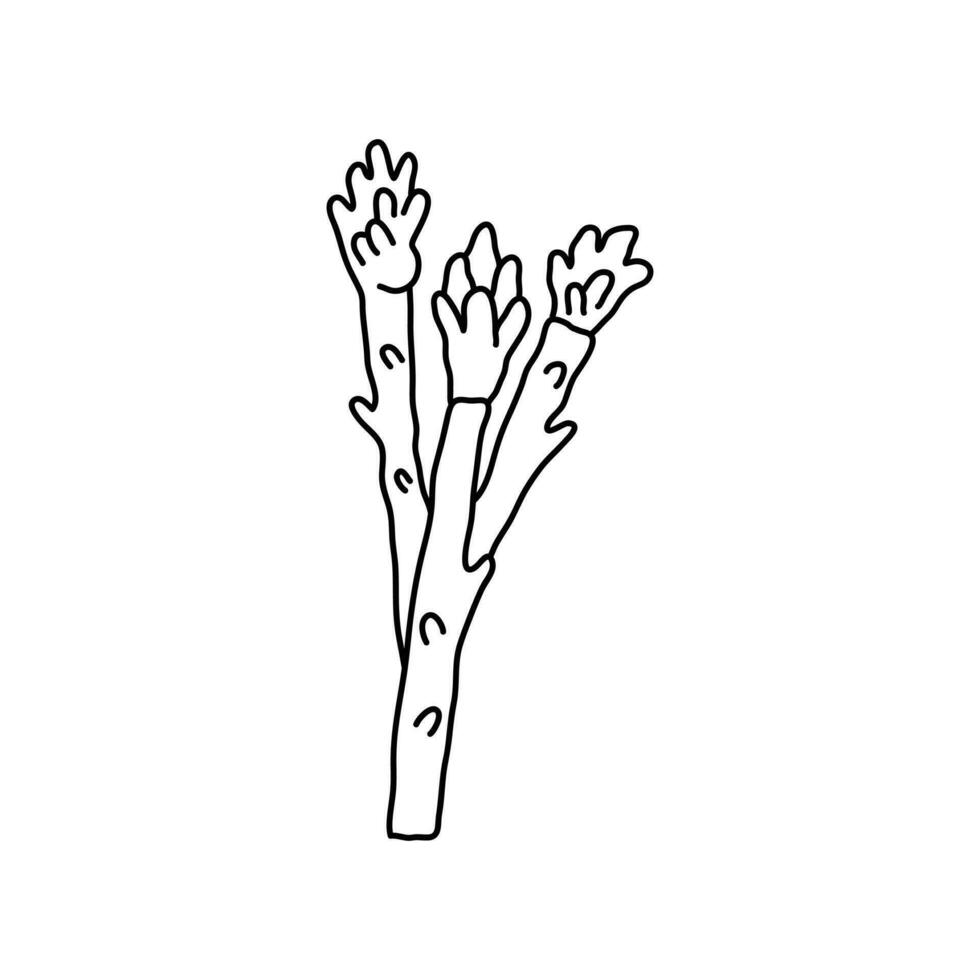 main tiré des gamins dessin dessin animé vecteur illustration asperges icône isolé sur blanc Contexte