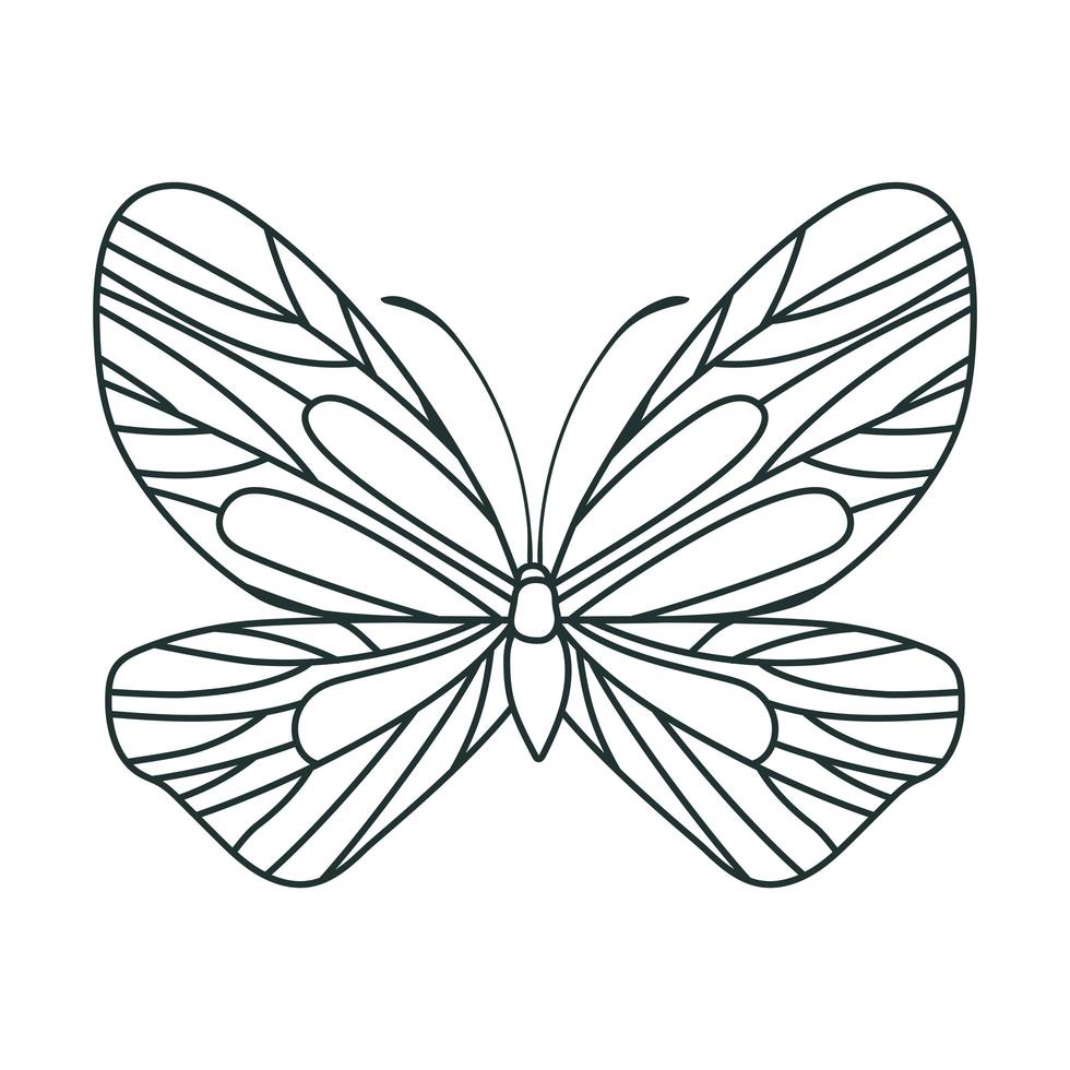 illustration de papillon mignon vecteur