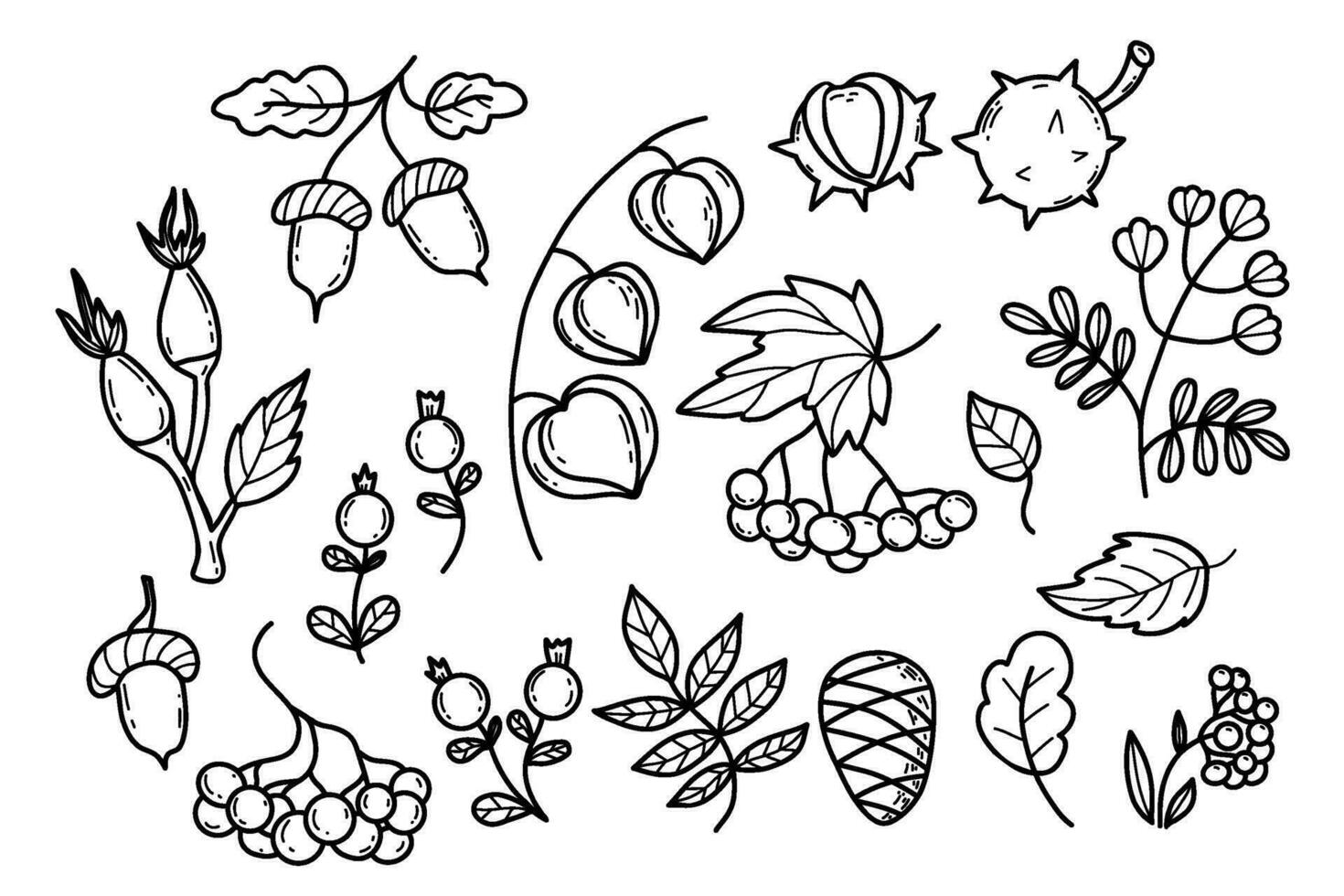 collection l'automne feuilles, baies, saisonnier forêt des fruits et plante. vecteur illustration. isolé contour main dessin griffonnage.