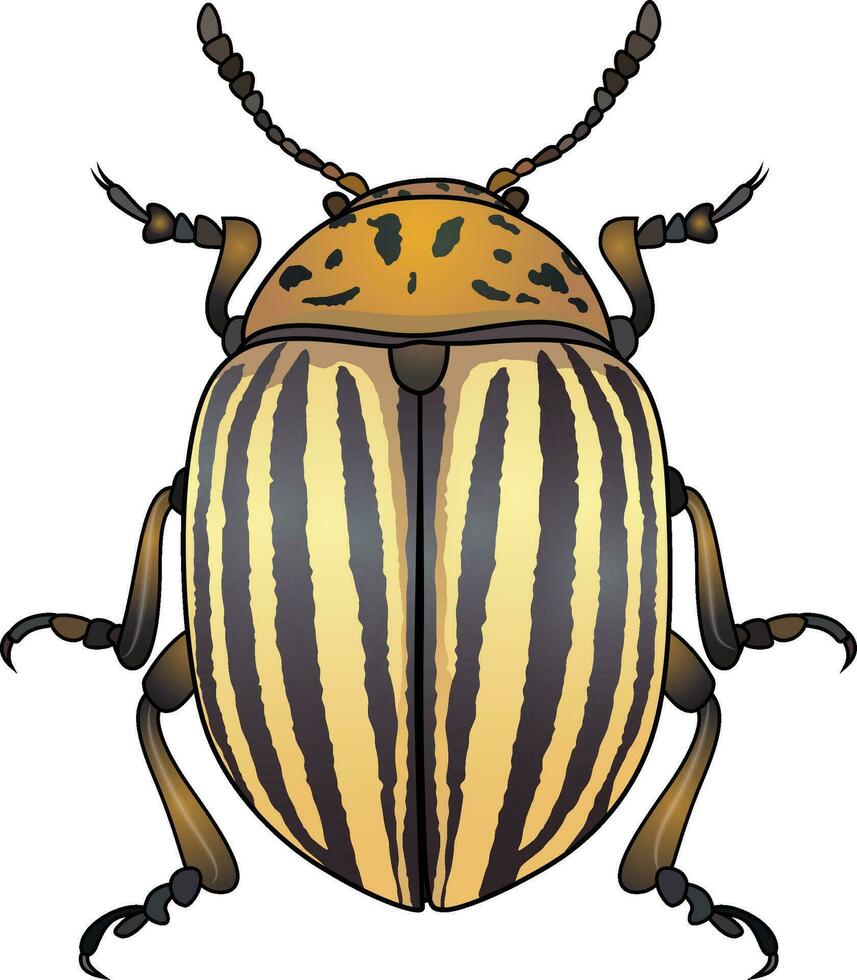 Colorado Patate scarabée ou leptinotarsien decemlineata agricole ravageur vecteur image