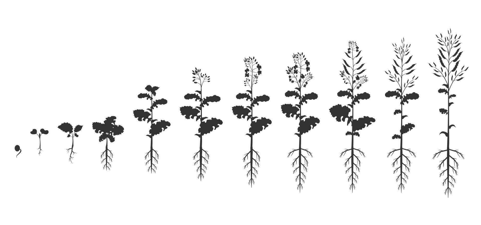 canola croissance cycle. silhouette étapes de colza germination. vecteur illustration de phases de plante choux