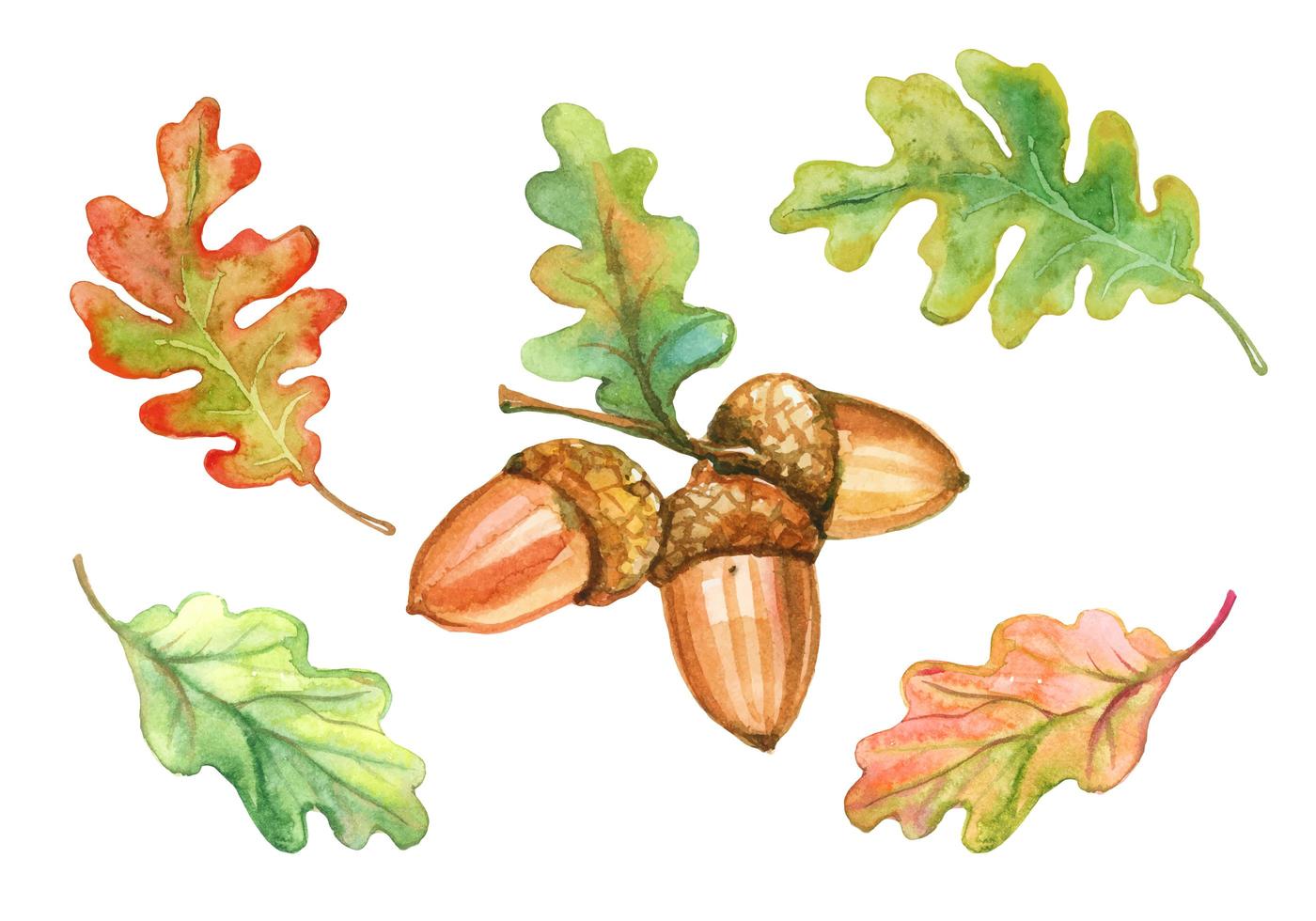 ensemble de feuilles de chêne et de glands à l'aquarelle vecteur