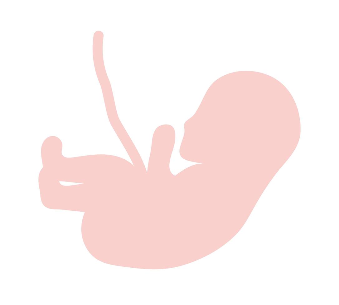 foetus rose isolé vecteur