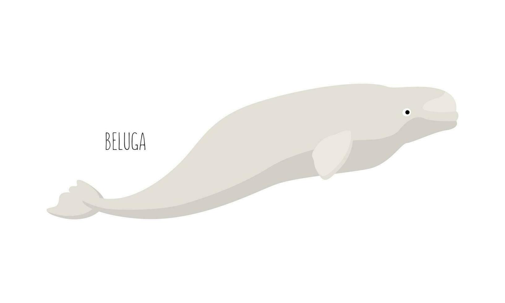 Marin animal, béluga baleine isolé sur blanc Contexte. sous-marin habitants. plat vecteur dessin animé