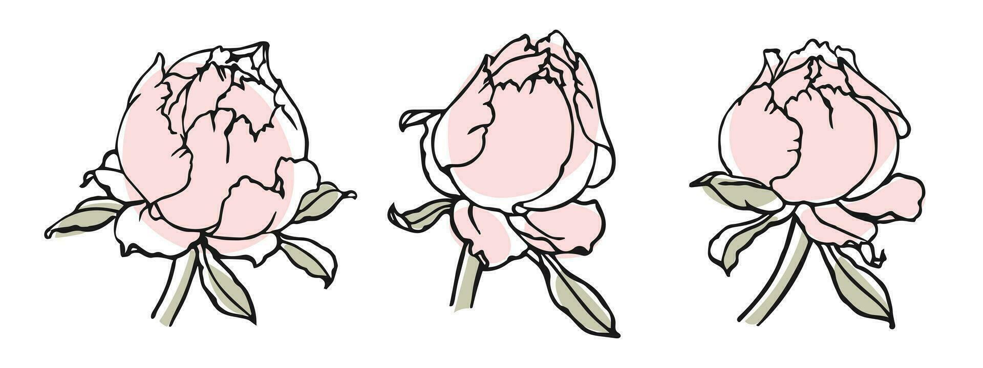 Rose fleur bourgeons, ensemble. contour dessin, esquisser. contour dessin avec doux abstrait taches. illustration, invitation, carte postale. vecteur