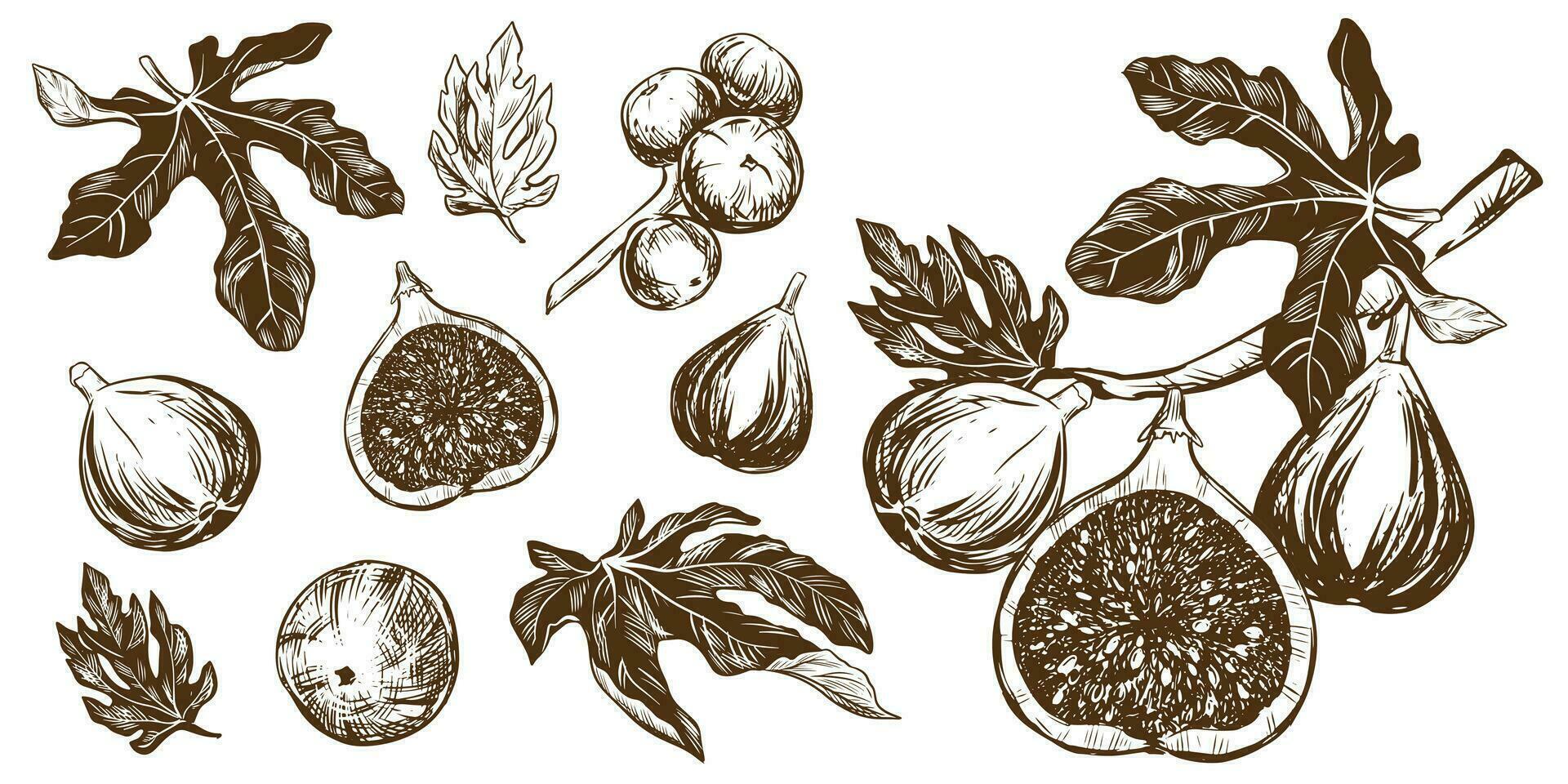 vecteur figues gros ensemble. main tiré botanique des illustrations dans noir encrer. mûr tropical des fruits dans gravure style isolé sur blanc Contexte. rétro style éléments. pour emballage conception, Étiquettes.