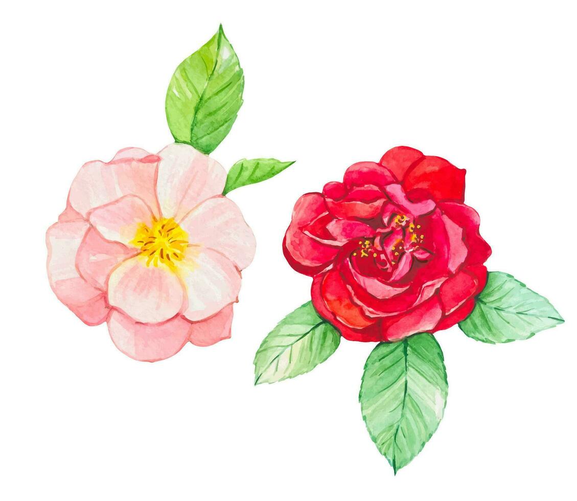 rose et rouge Rose isolé sur blanc arrière-plan, aquarelle vecteur