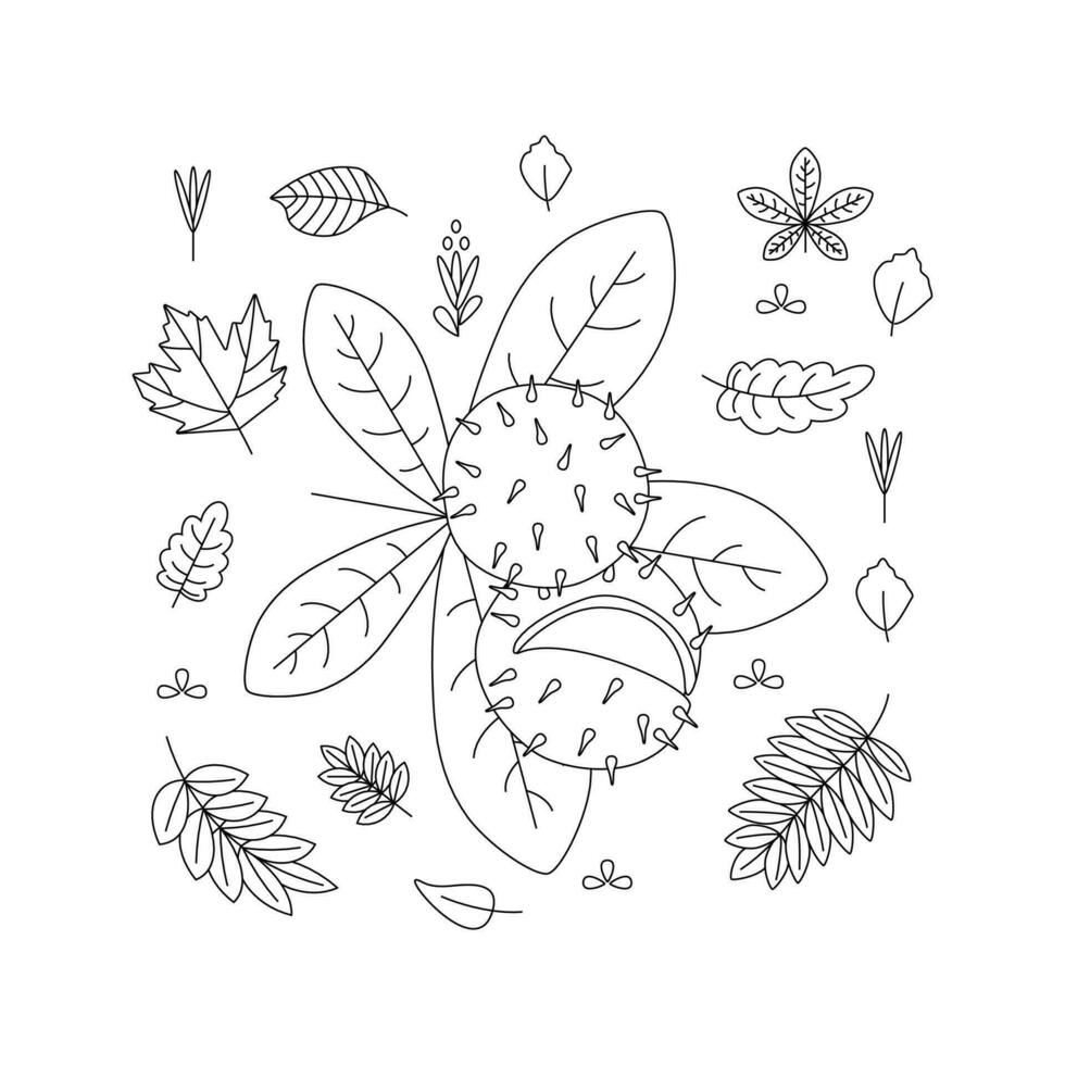 châtaigne, feuilles. Bonjour l'automne. l'automne saison élément, icône. ligne art. vecteur