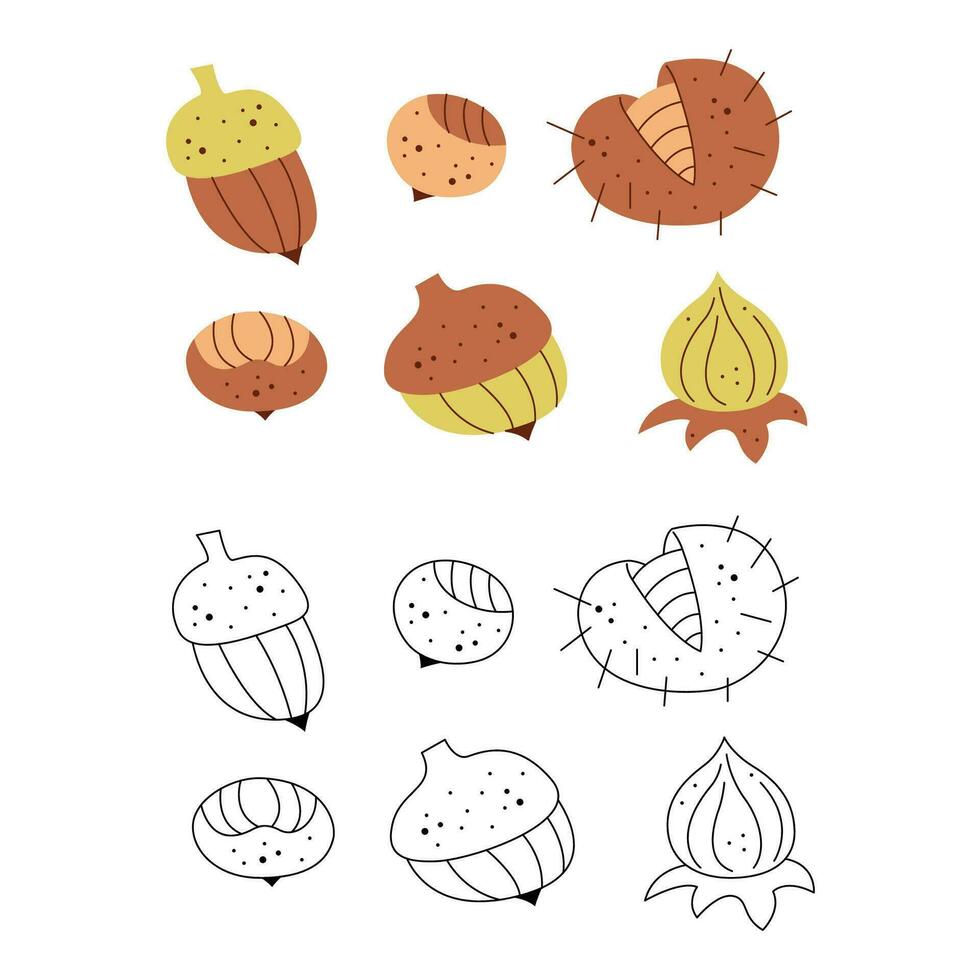 ensemble de abstrait des noisettes et physalis. noir et blanc et Couleur clipart vecteur illustration.