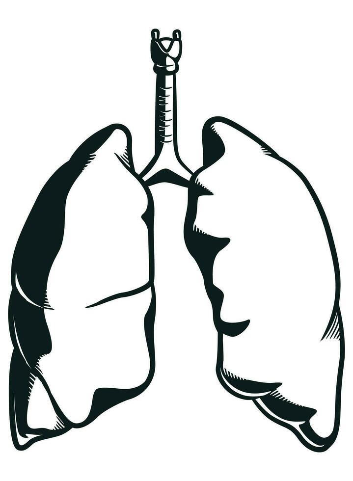 silhouette Humain poumons respiration anatomie partie vecteur