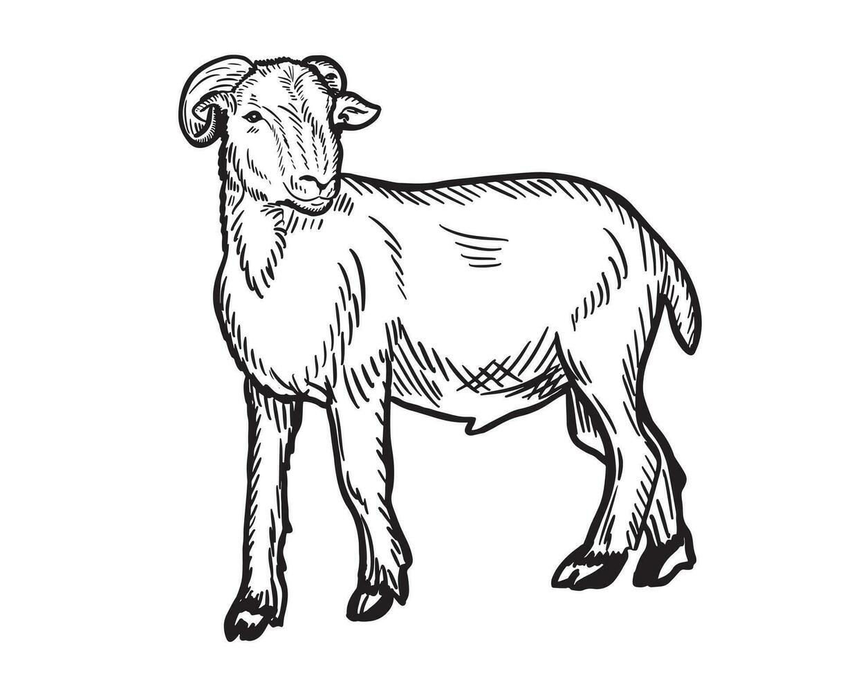 mouton RAM dessin animé main tiré esquisser national bétail vecteur illustration