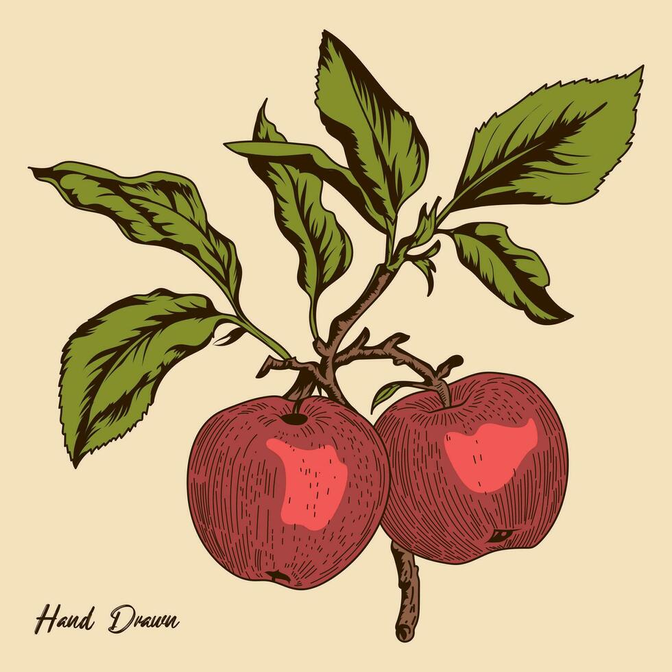 ancien Pomme vecteur Stock illustration, main tiré ancien Pomme