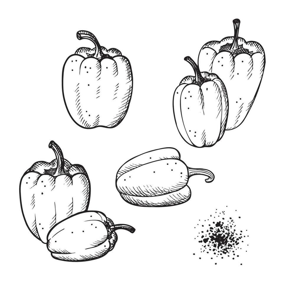 paprika poivre vecteur illustration ensemble avec végétaux, sol des fruits sur isolé blanc Contexte. poivrons des légumes gravure esquisser pour imprimer, étiquette arrière-plan, modèle, logo. main tiré graphique nourriture