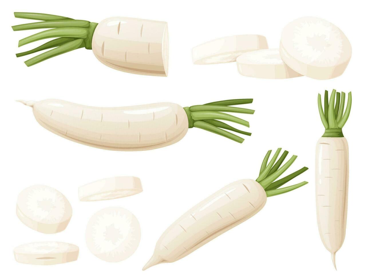 daikon un radis avec vert tige. Raifort rhizome plante. vecteur