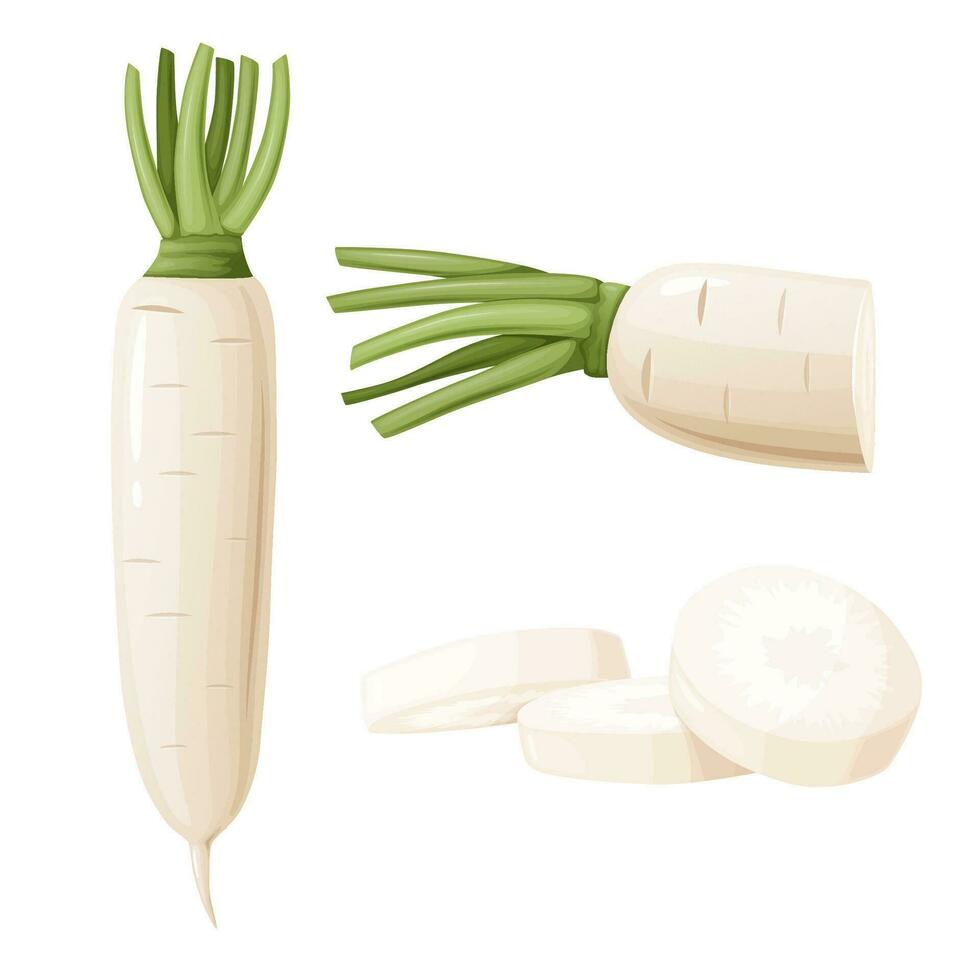 daikon un radis avec vert tige. Raifort rhizome plante. vecteur