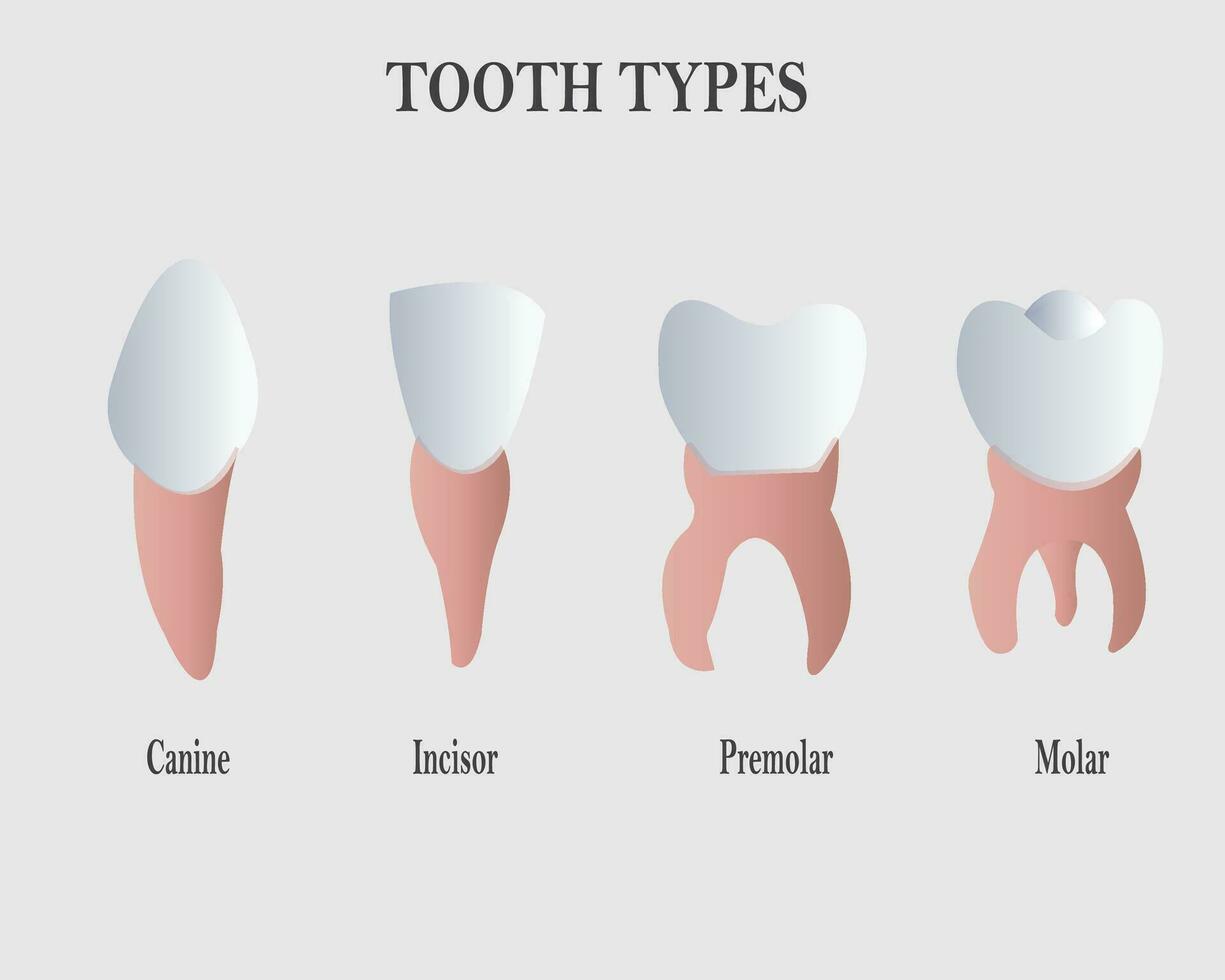 les dents et dent les types, Humain anatomie et OS vecteur