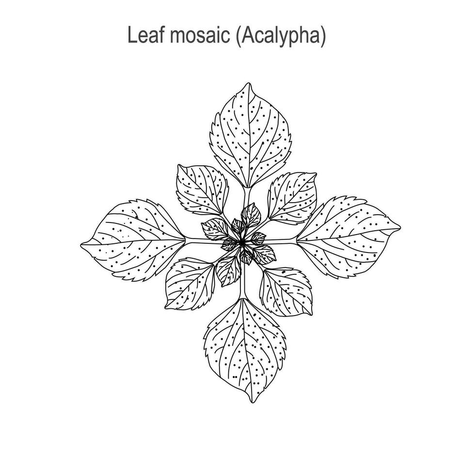 feuille mosaïque, une important adaptation lequel fait du maximum utilisation de Dispersé lumière, peut être spirale, en face ou verticillée. botanique illustration. vecteur