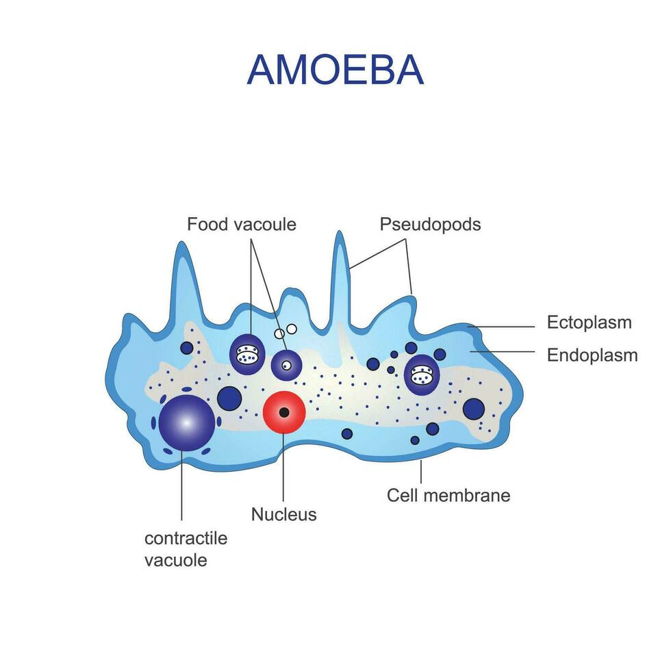 amibe unicellulaire animal avec pseudopodes cette vies dans Frais ou eau salée. anatomie de un amibe. vecteur illustration.