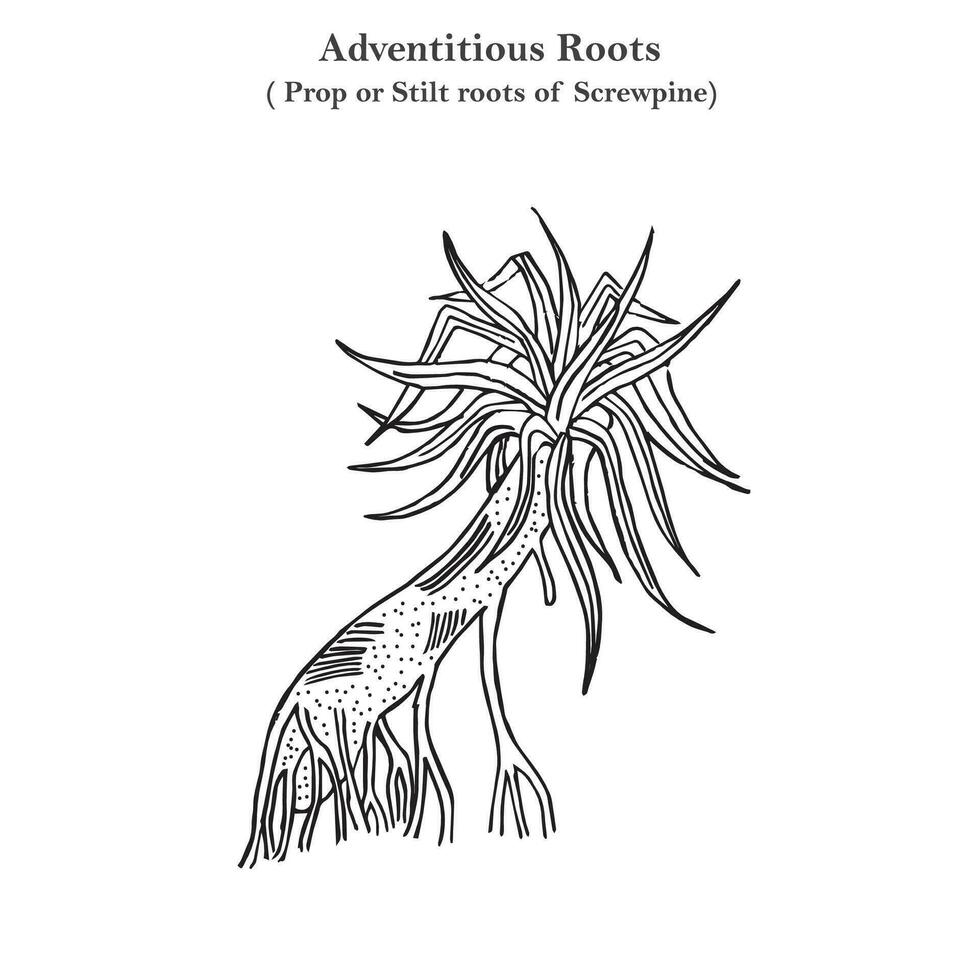 adventice racines, soutenir ou pilotis les racines de pin vissé, pandanus odoratissimus, botanique concept vecteur