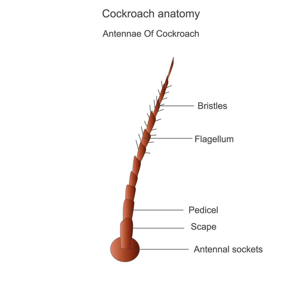 cafard anatomie, antennes les pièces. biologique illustration. étiqueté diagramme de cafard. vecteur