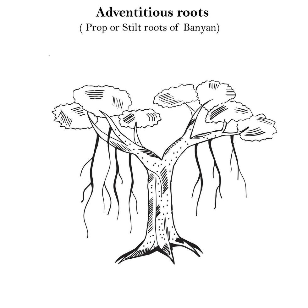 adventice racines, soutenir ou pilotis les racines de banian, mécanique soutien, pilier racines, botanique concept vecteur