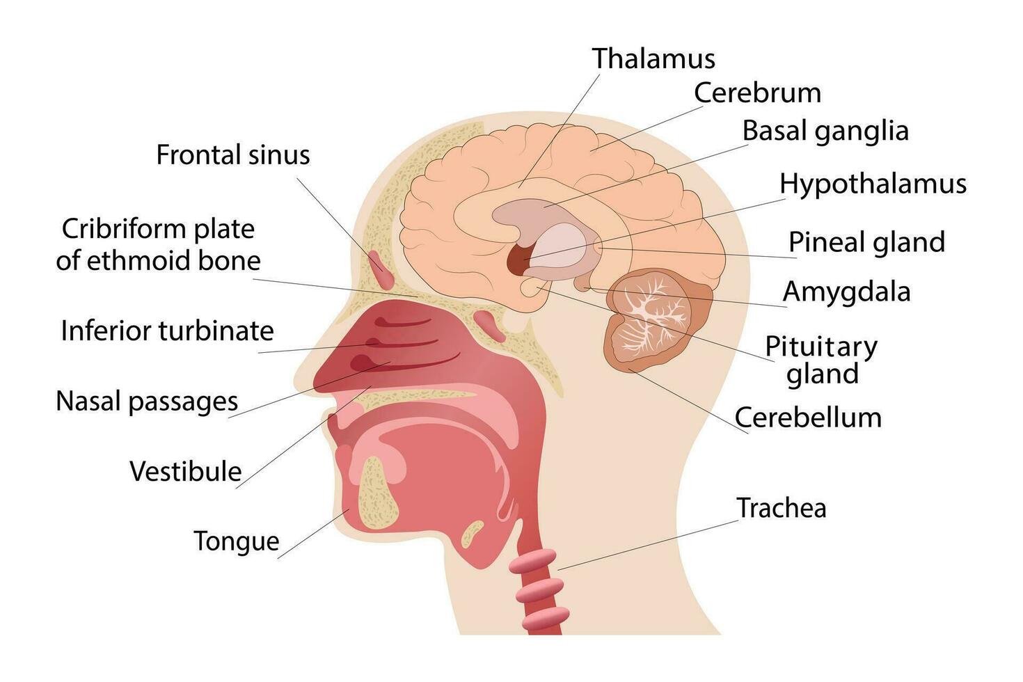 longitudinal section de le cerveau, nez. Humain anatomie. médical affiche vecteur