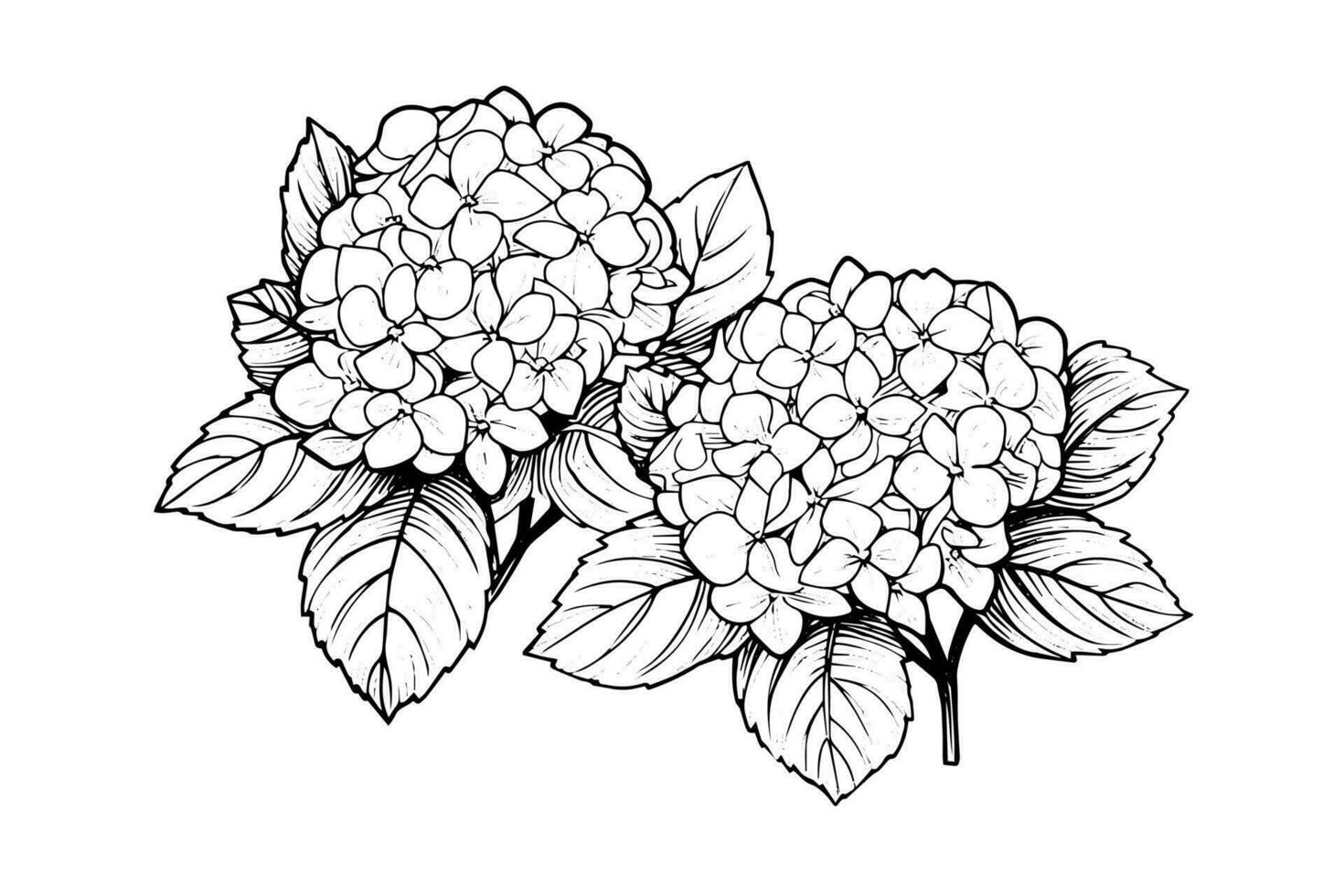 main tiré encre esquisser hortensia fleurs. vecteur illustration dans gravure style.