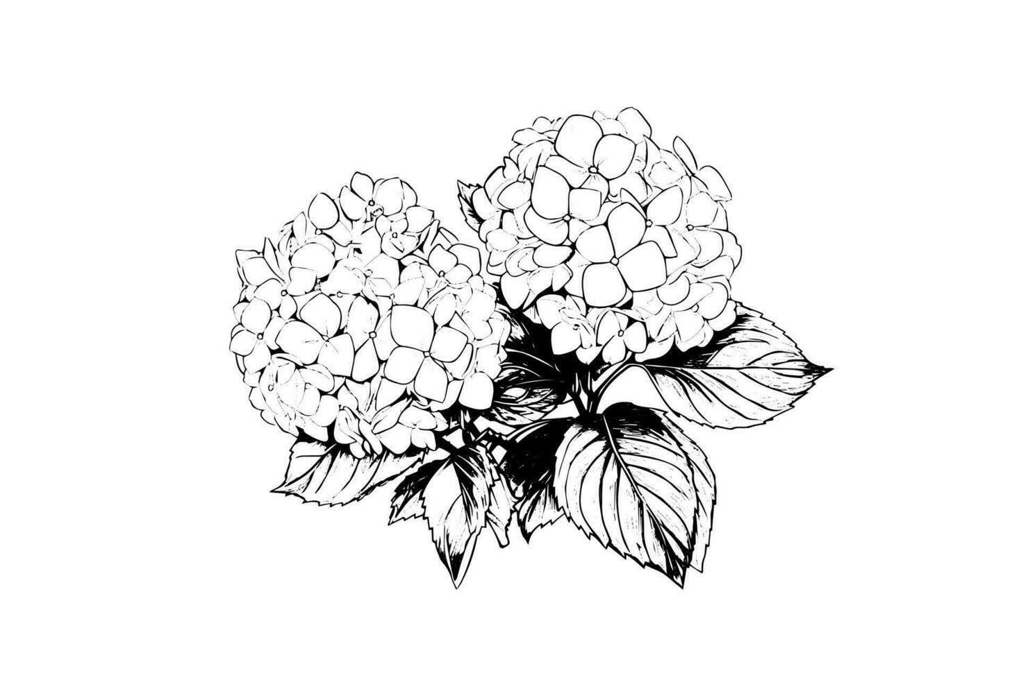 main tiré encre esquisser hortensia fleurs. vecteur illustration dans gravure style.