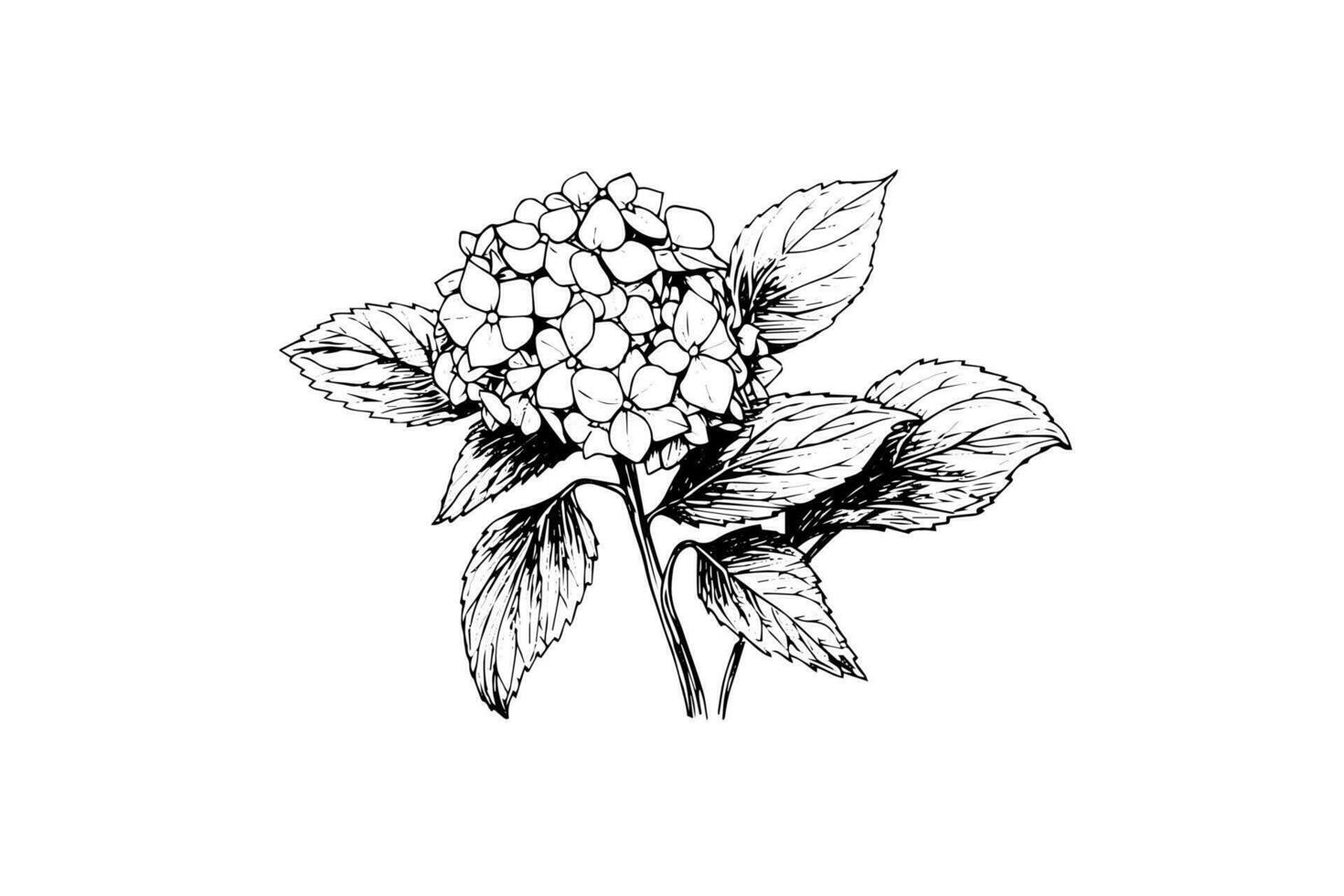 main tiré encre esquisser hortensia fleurs. vecteur illustration dans gravure style.