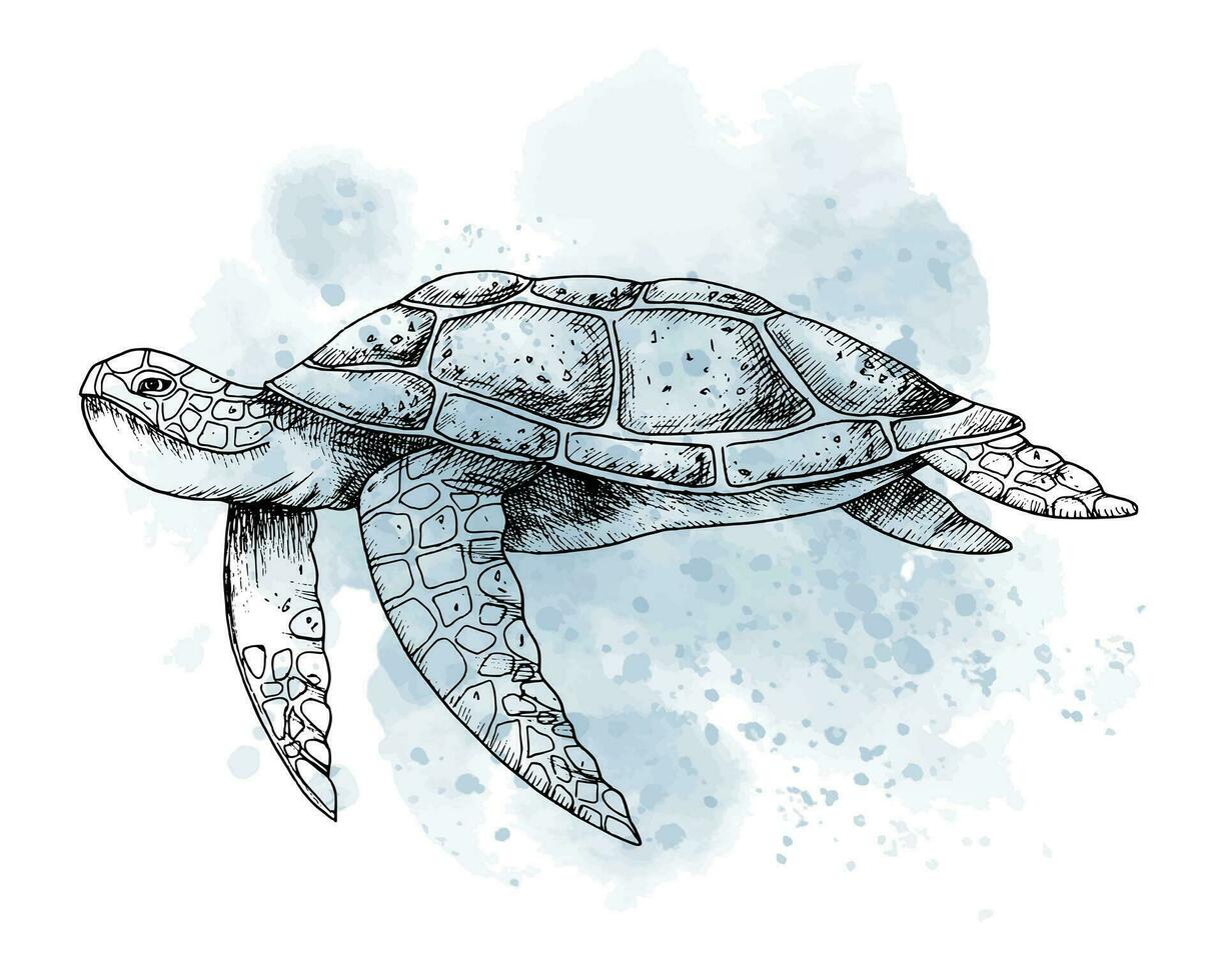 mer tortue avec aquarelle place. main tiré graphique illustration de océan tortue dans contour style. linéaire gravure de sous-marin animal peint par noir encres. Marin esquisser pour icône ou logo. vecteur