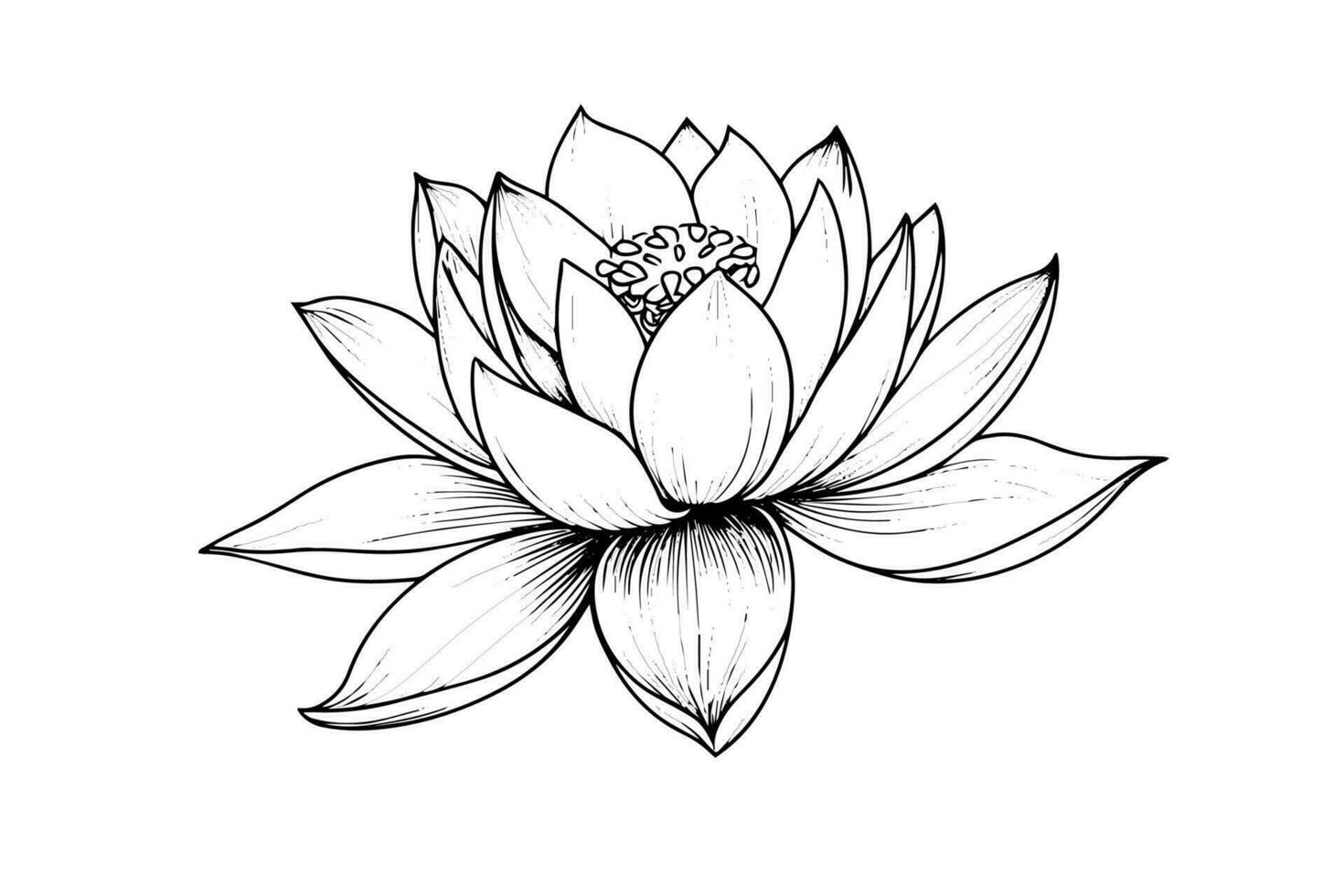 une lotus lis l'eau fleur dans une ancien gravure sur bois gravé gravure style vecteur illustration.