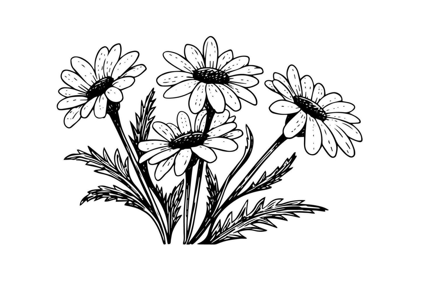 main tiré camomille encre esquisser. Marguerite fleur gravure vecteur illustration.