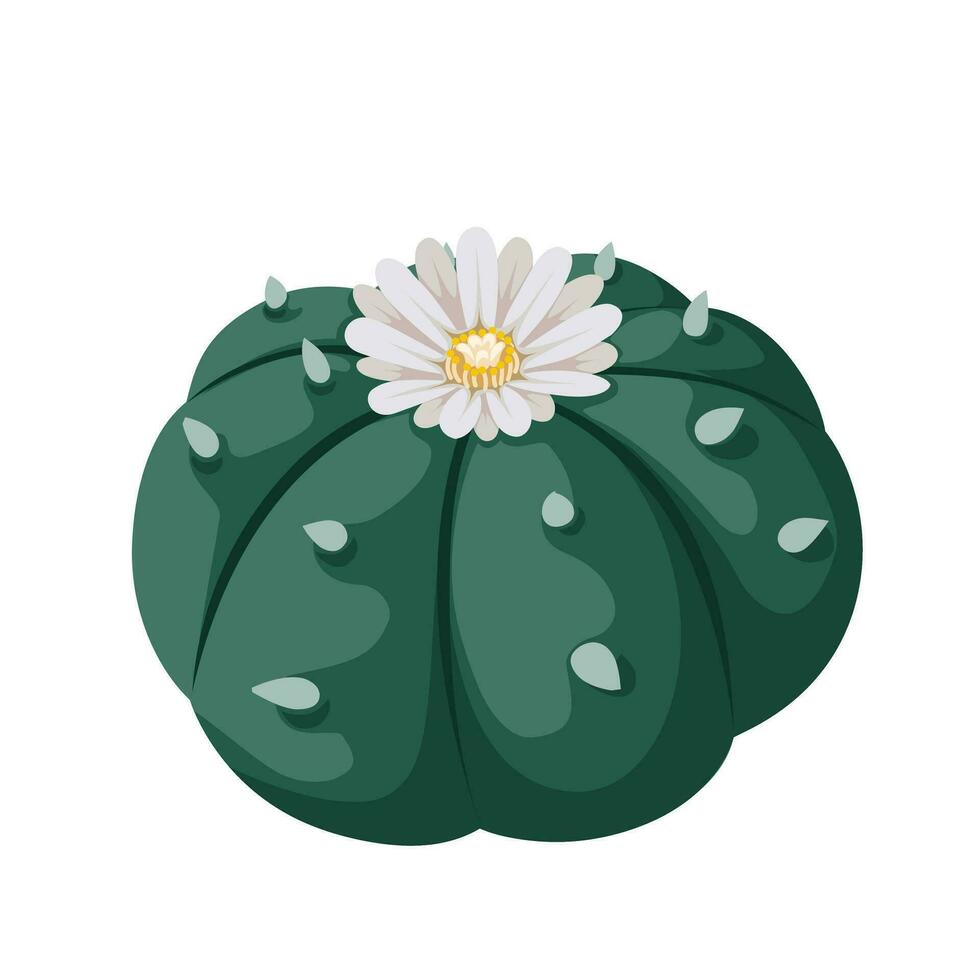 vecteur illustration, lophophora williamsii ou peyotl cactus, isolé sur blanc Contexte.