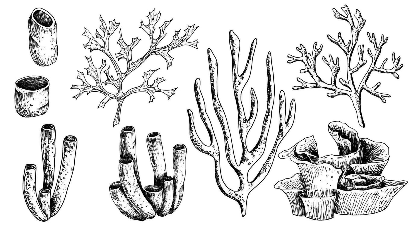 vecteur mer coraux ensemble. main tiré illustration de sous-marin récifs sur blanc isolé Contexte. sous-marin gravure peint par noir encres. paquet de Marin plante pour conception dans nautique style.