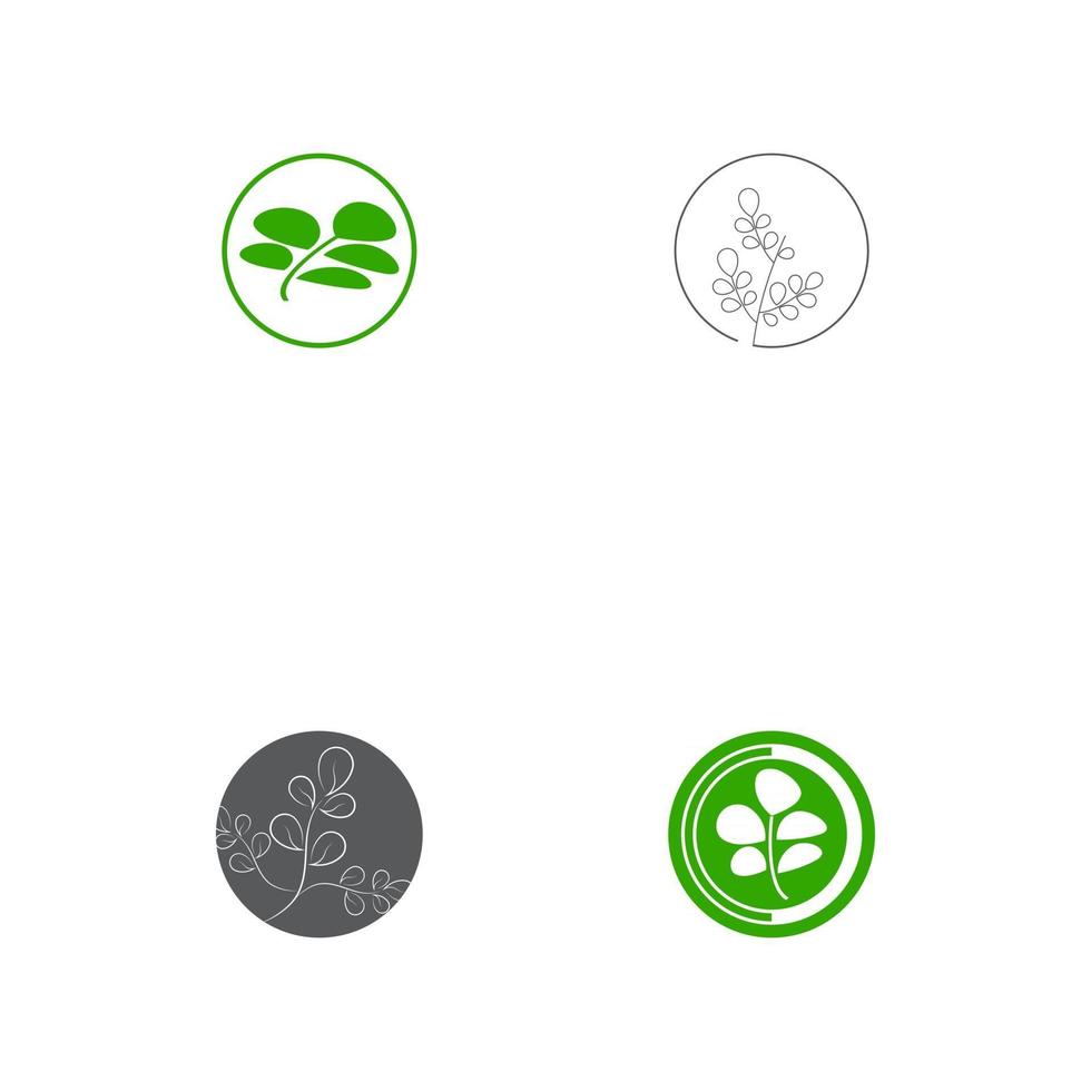 ensemble de feuilles de moringa logo modèle vecteur symbole nature