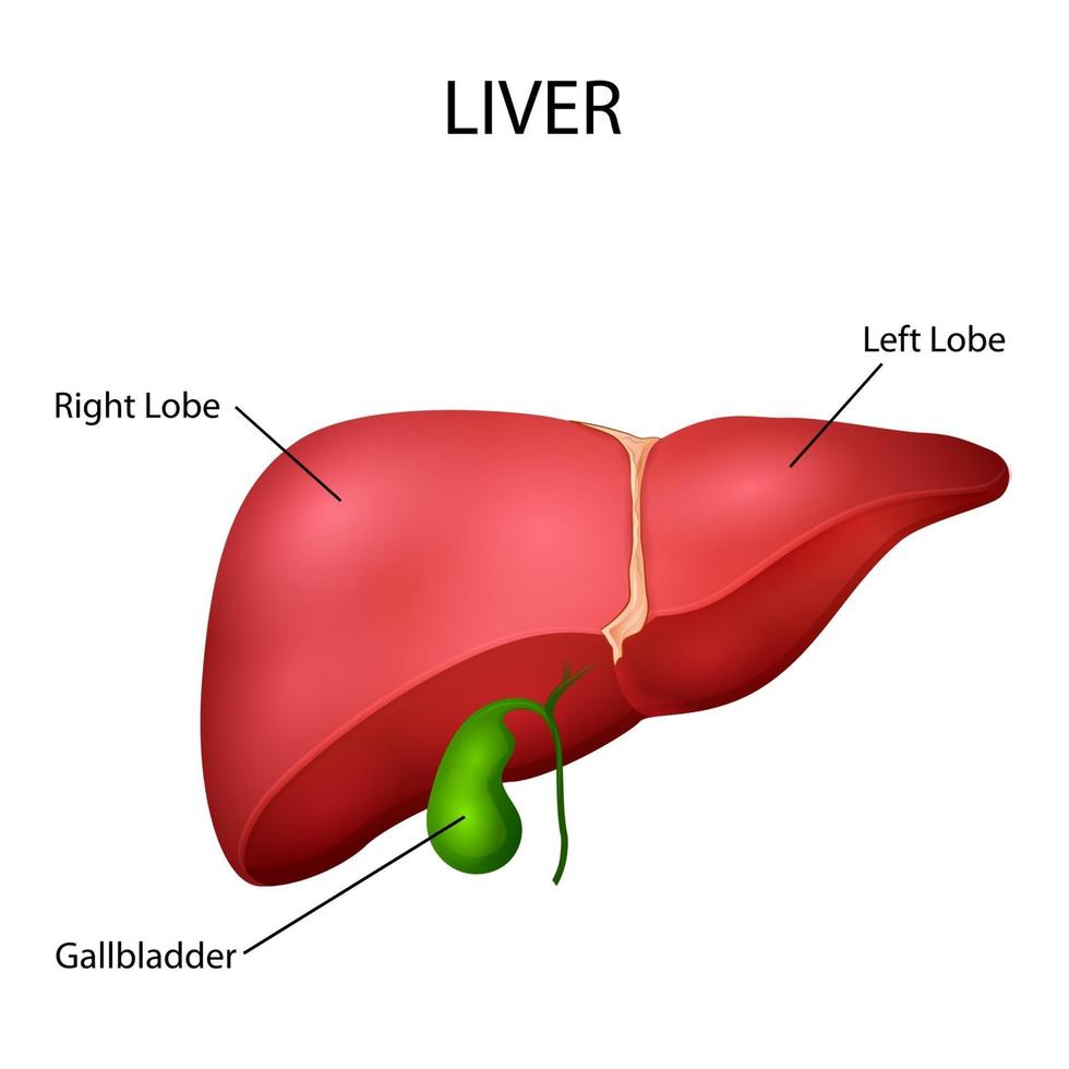 illustration des soins de santé et de l'éducation médicale dessin graphique du rein humain pour l'étude de la biologie scientifique vecteur