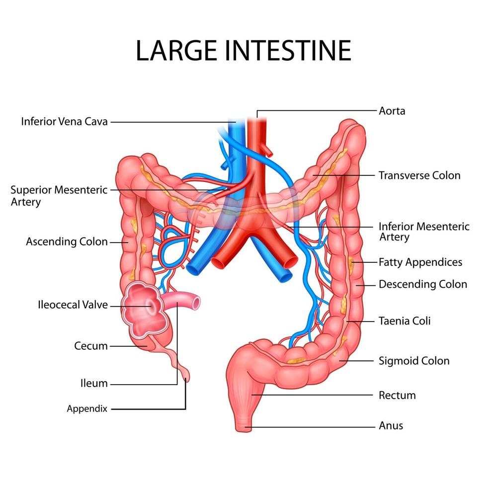 illustration des soins de santé et de l'éducation médicale dessin graphique du gros intestin humain du système digestif pour l'étude de la biologie scientifique vecteur