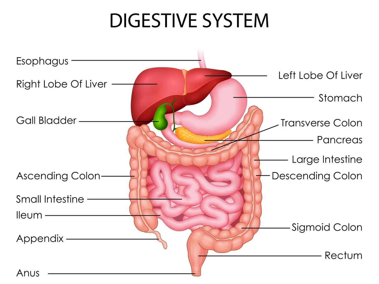 illustration des soins de santé et de l'éducation médicale dessin graphique du système digestif humain pour l'étude de la biologie scientifique vecteur